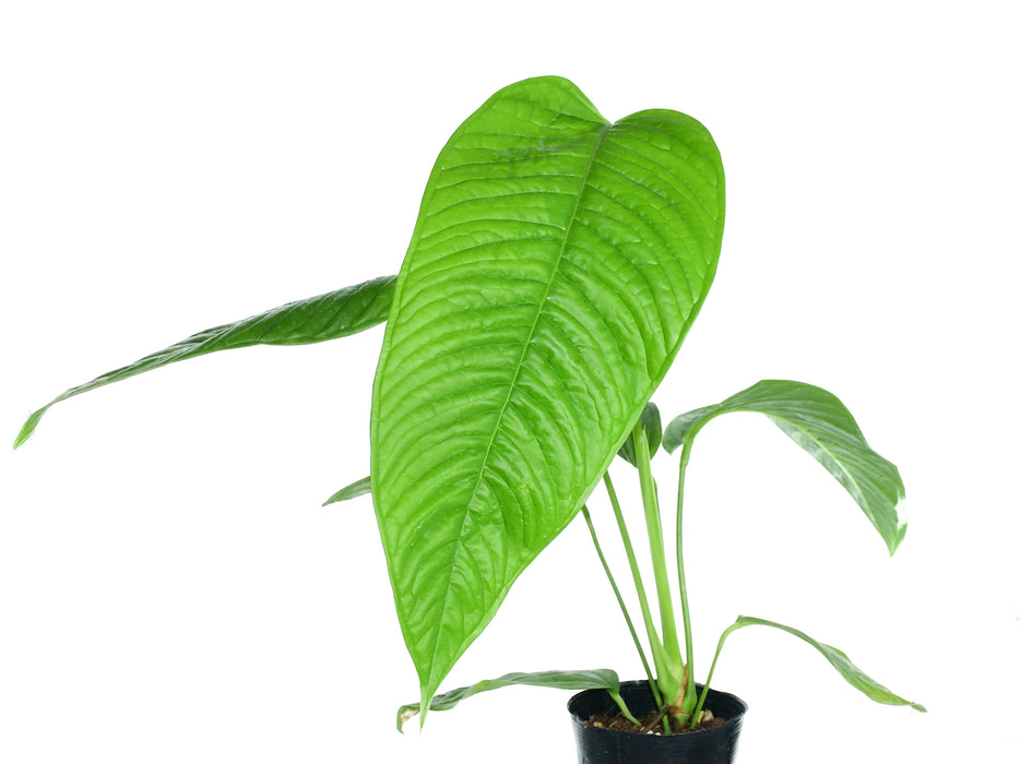 Anthurium misturatum