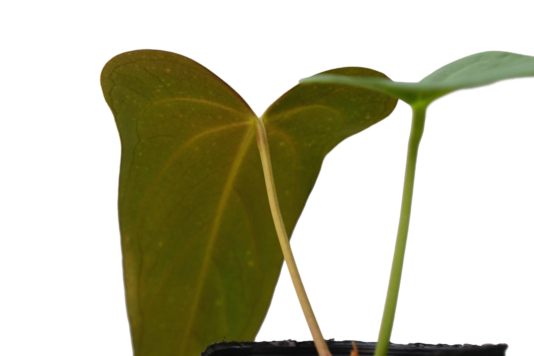 Anthurium moronense x Anthurium papillilaminum (seedling)