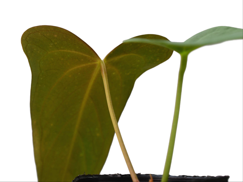 Anthurium moronense x Anthurium papillilaminum