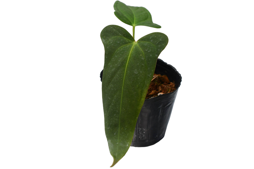 Anthurium moronense x Anthurium papillilaminum (seedling)