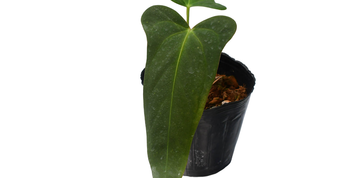 Anthurium moronense x Anthurium papillilaminum (seedling