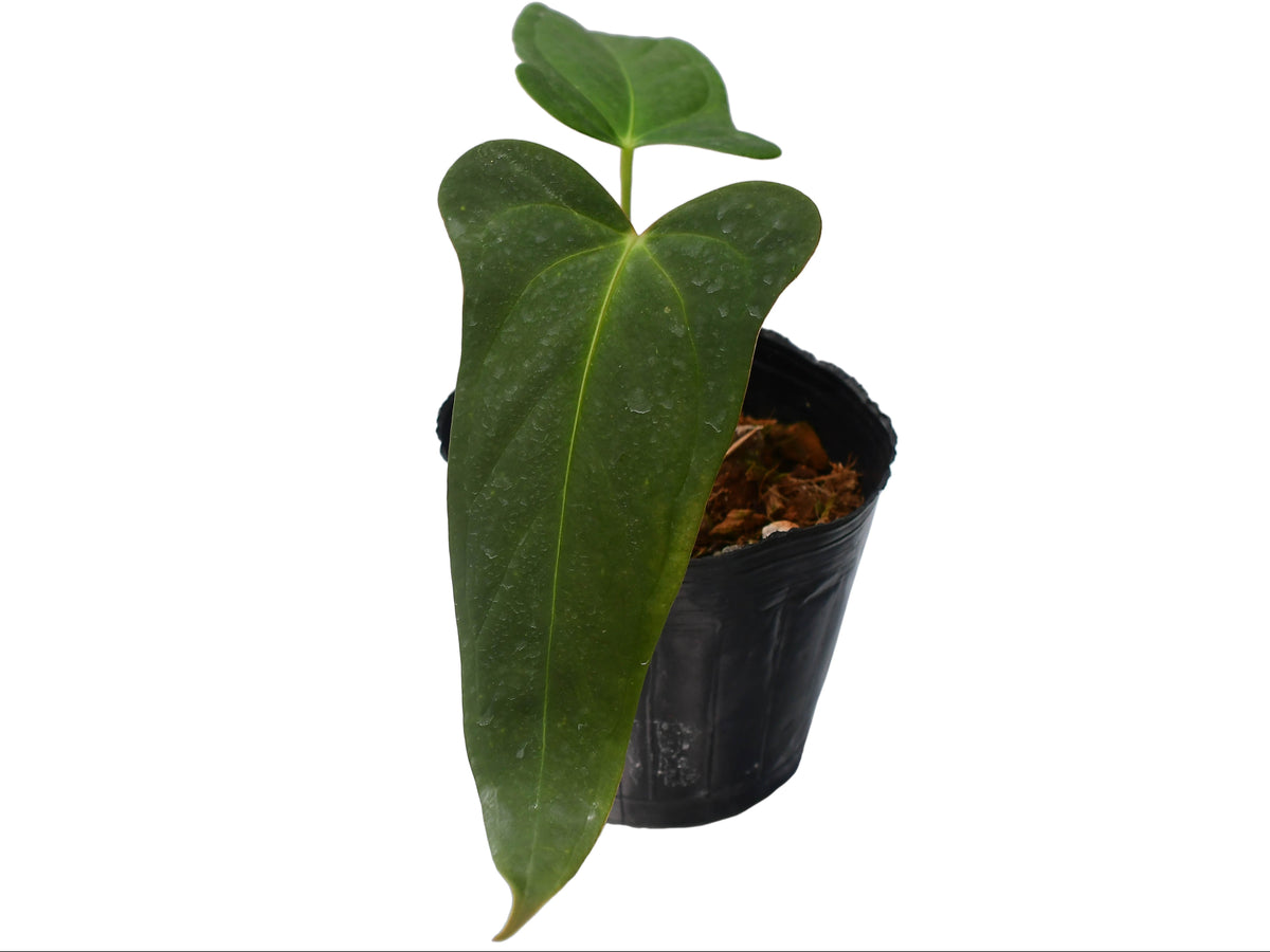 Anthurium moronense x Anthurium papillilaminum — Ecuagenera USA Corp