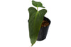 Anthurium moronense x Anthurium papillilaminum (seedling)