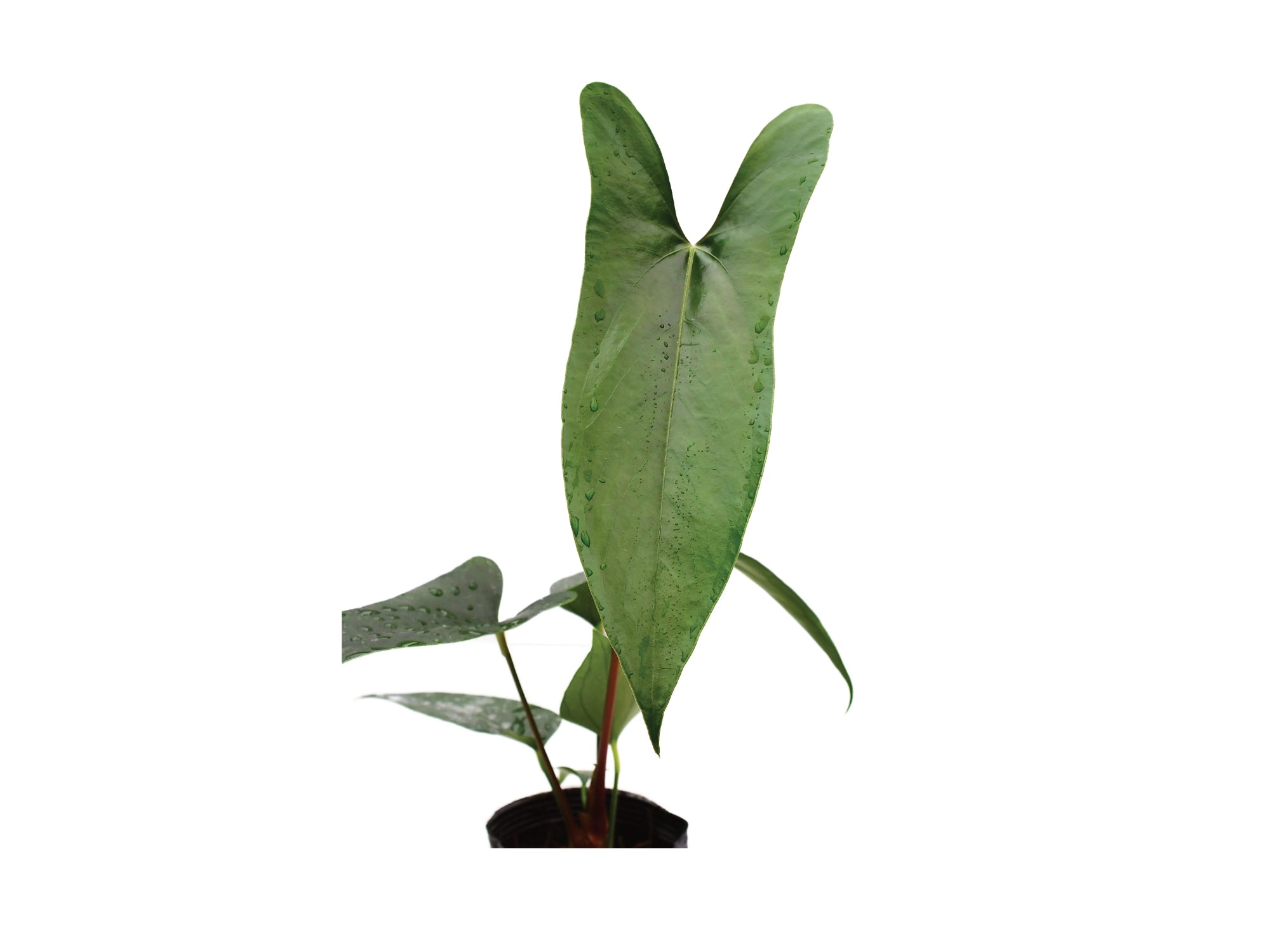 anthurium nigrolaminum gigi care Anthurium nigrolaminum 'Gigi' Seedling - Premium Clone