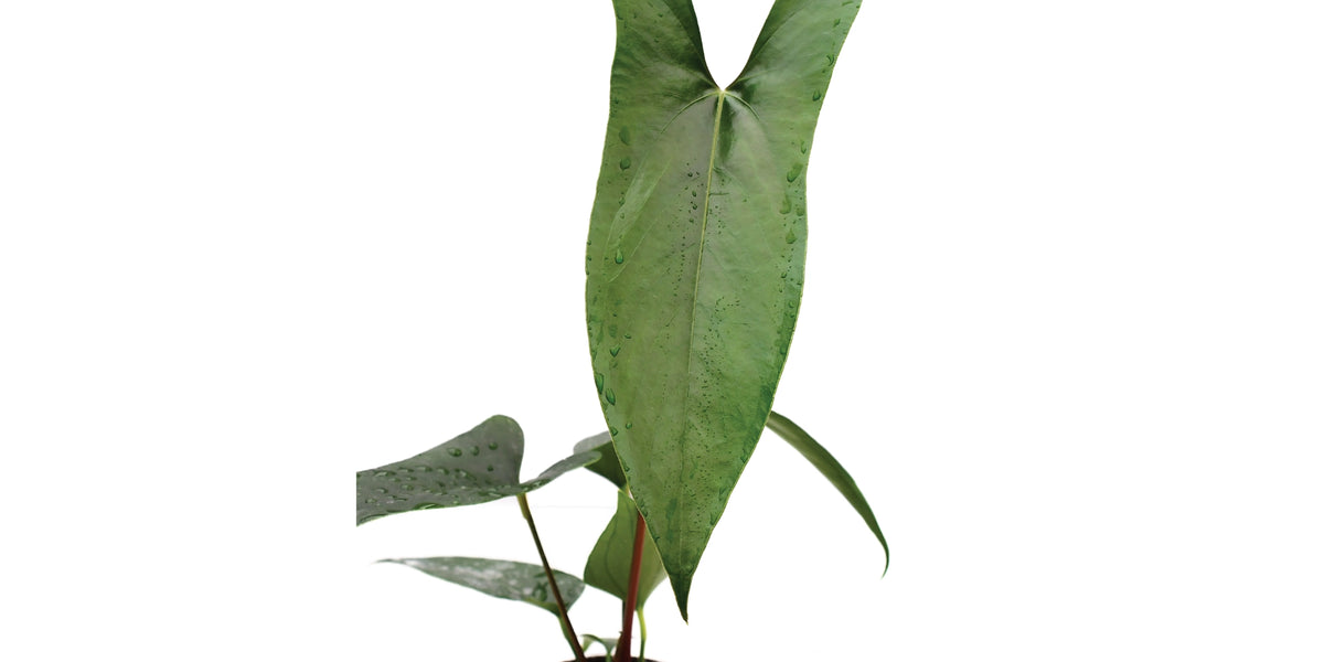 Anthurium nigrolaminum 'Gigi' Seedling - Premium Clone