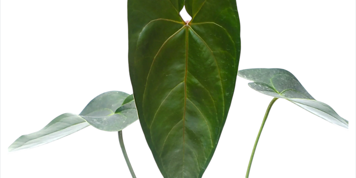 Anthurium nigrolaminum 'Gigi' x papillilaminum - Premium Hybrid