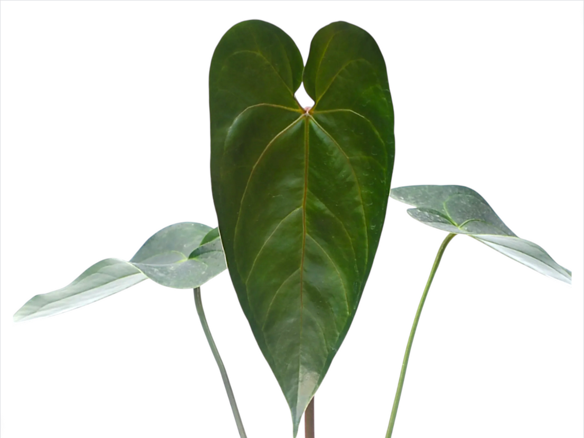 Anthurium nigrolaminum 'Gigi' x papillilaminum - Premium Hybrid