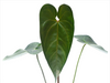 Anthurium Sylva Nova
