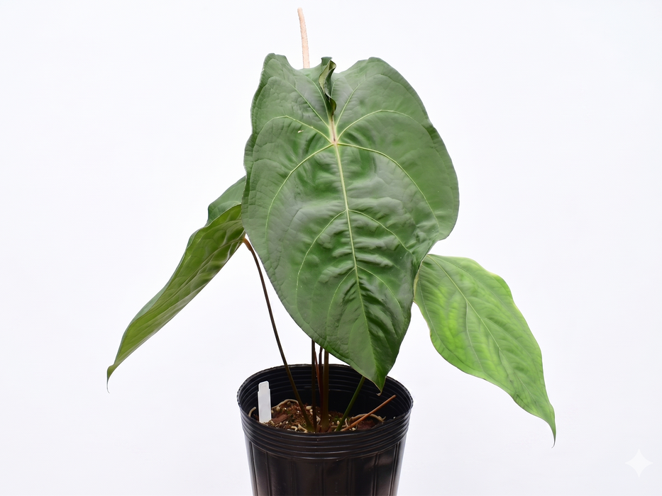 Anthurium nigrolaminum gigante x Anthurium forgetii