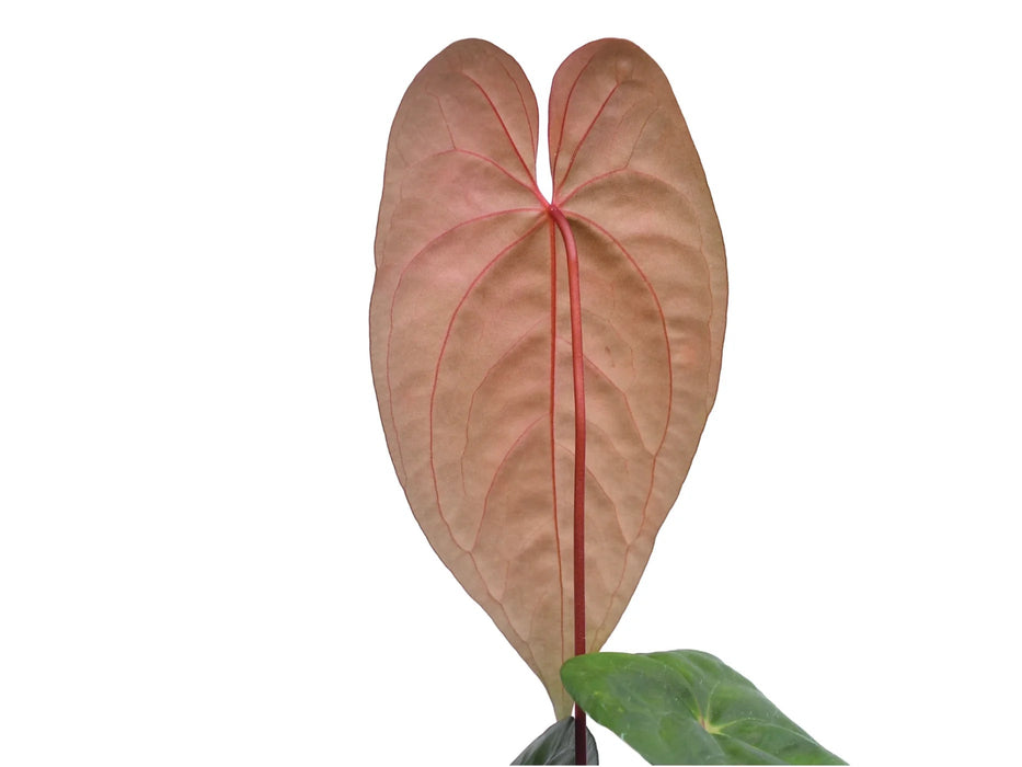 anthurium regale x dressleri Anthurium nigrolaminum x dressleri - Bronze Copper Hybrid