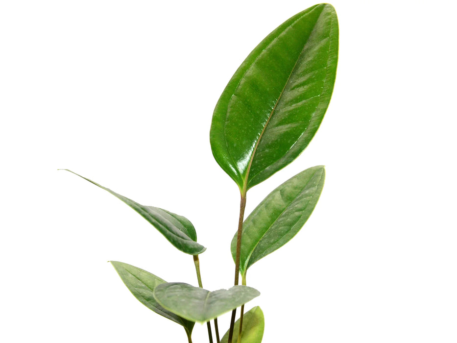 anthurium ovatifolium species tropic Anthurium ovatifolium — Ecuagenera USA Corp