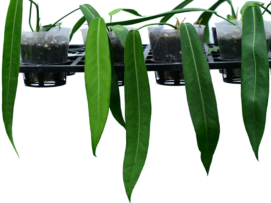 Anthurium pallidiflorum (medium)