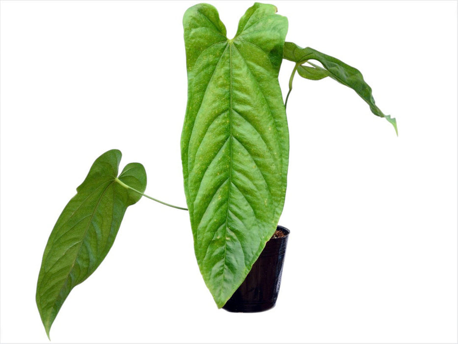 anthurium parasiticum Anthurium pandurilaminum