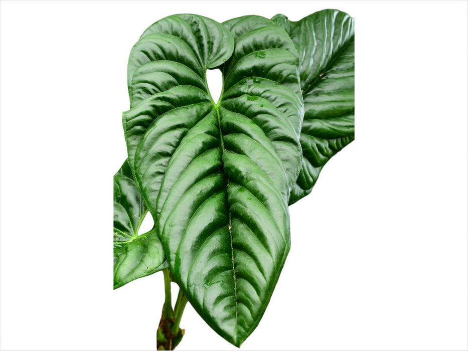 anthurium pandurilaminum Anthurium pandurilaminum cf