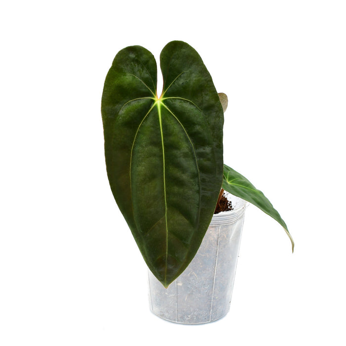 Anthurium papillilaminum