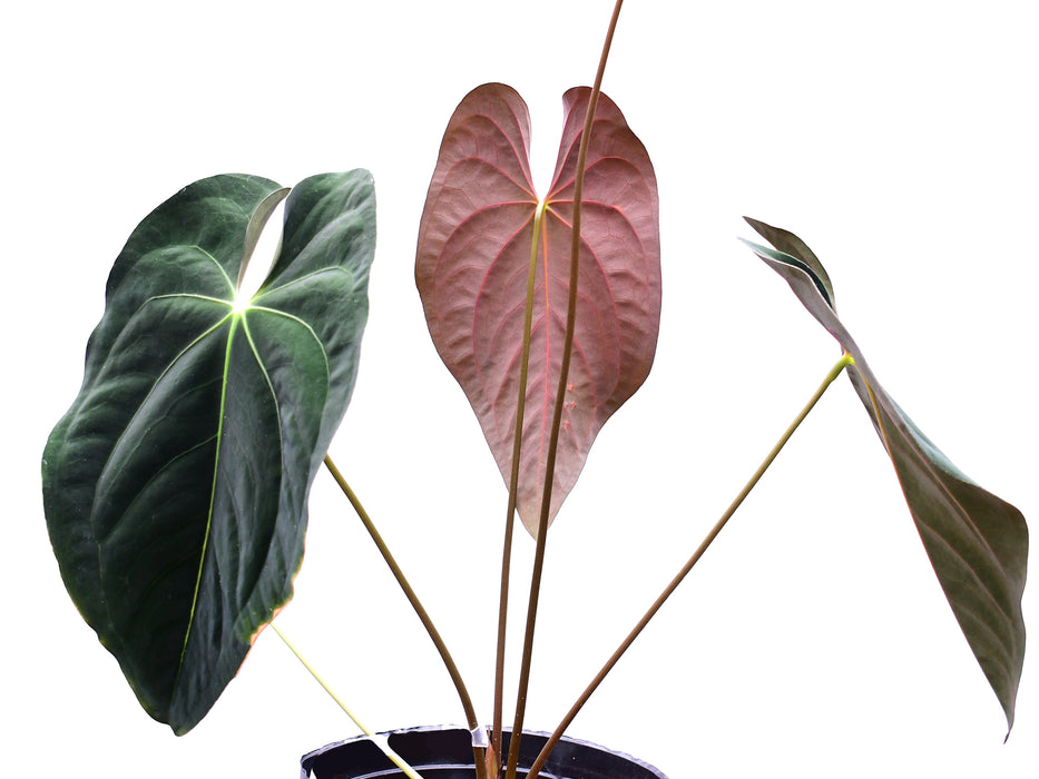 Anthurium papillilaminum (Big)
