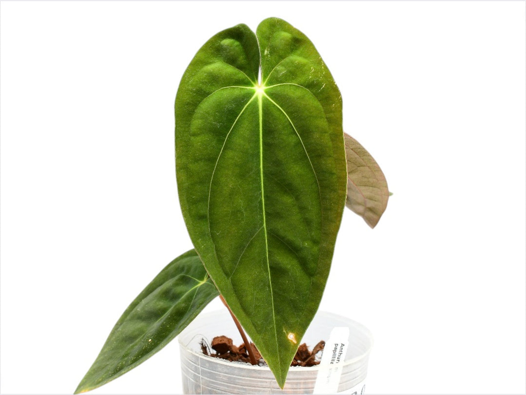 Anthurium papillilaminum (seedling) — Ecuagenera USA Corp