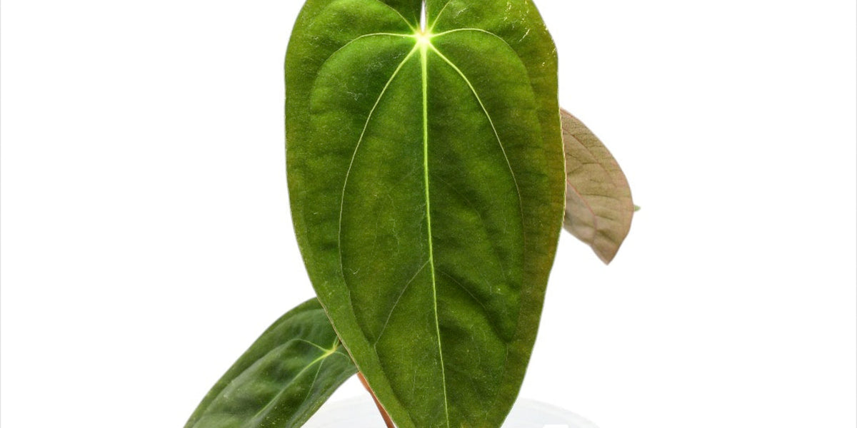 anthurium papillilaminum Anthurium papillilaminum (seedling) — Ecuagenera USA Corp