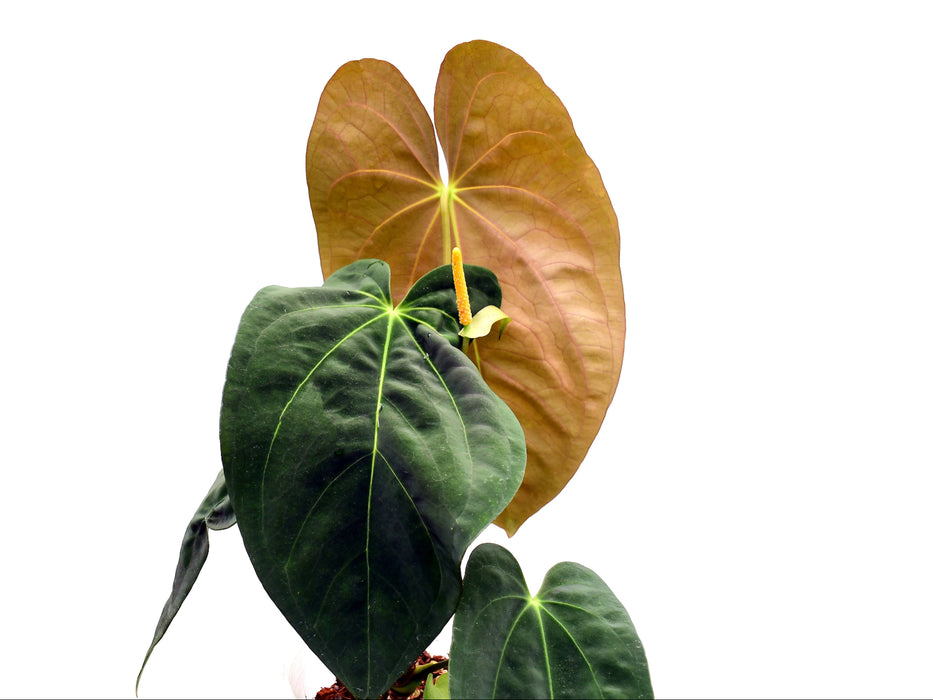Anthurium papillilaminum x Anthurium Fantasy