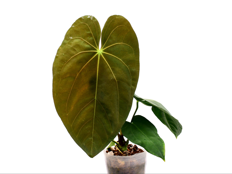 Anthurium papillilaminum x Anthurium Fantasy
