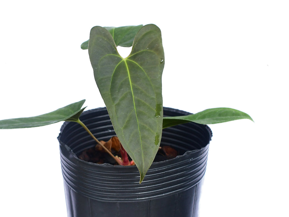 Anthurium papillilaminum x Anthurium pedatum