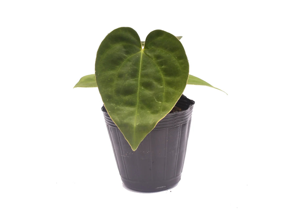 anthurium papillilaminum x dressleri Anthurium papillilaminum x Anthurium dressleri (seedling)