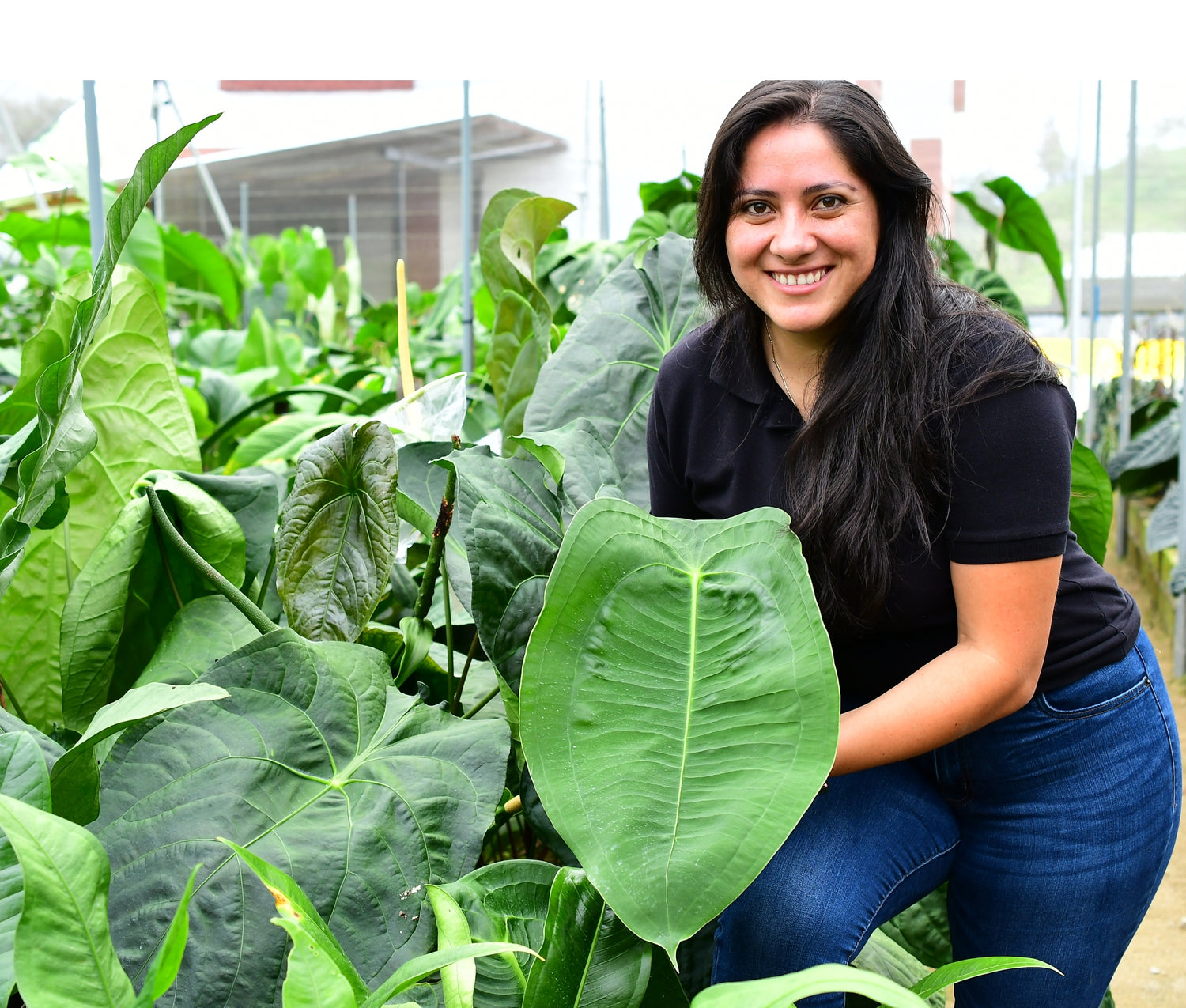 Anthurium peltigerum