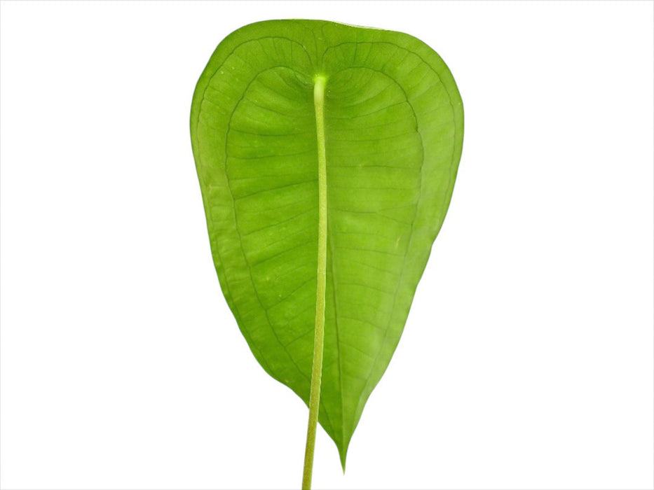 Anthurium peltigerum