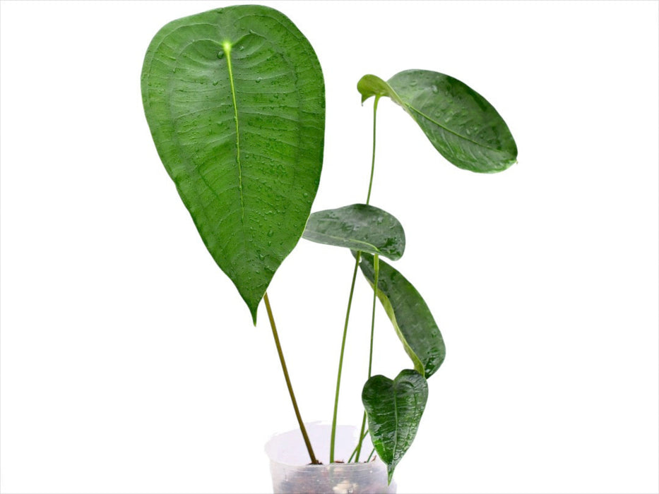 anthurium peltigerum care Anthurium peltigerum - Broad Ovate Architectural Aroid