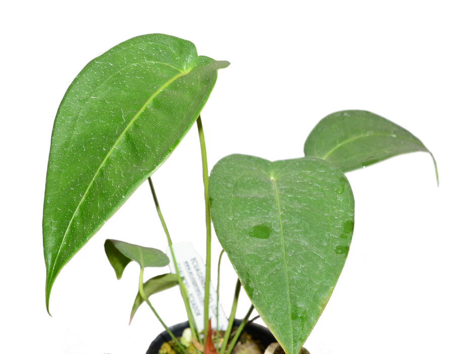 anthurium peltigerum mature Anthurium peltigerum Seedling - Broad Ovate Aroid