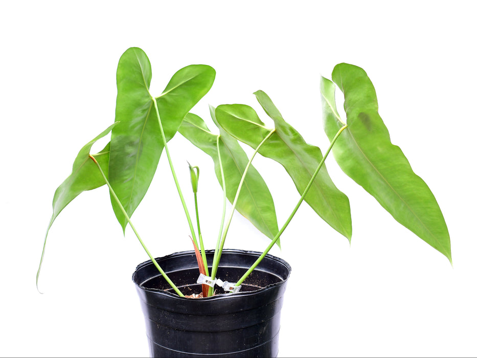 Anthurium pepeportillae (Big)