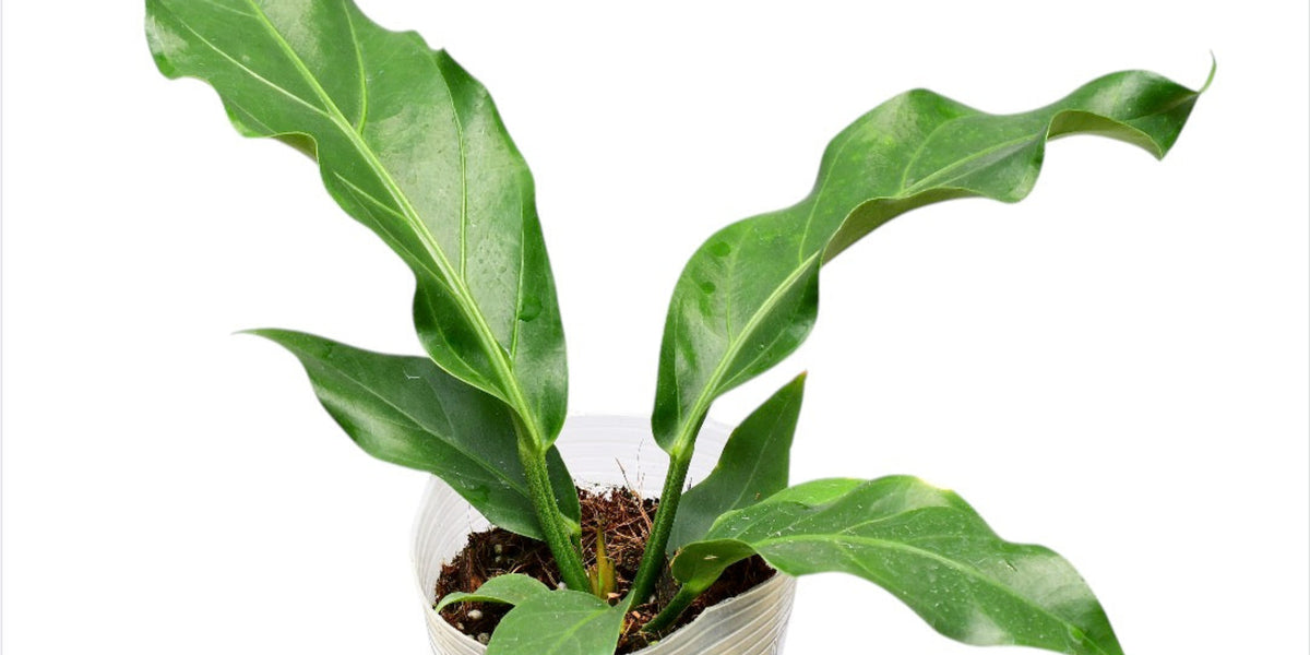 anthurium plowmanii indoor Anthurium plowmanii (Big) — Ecuagenera USA Corp