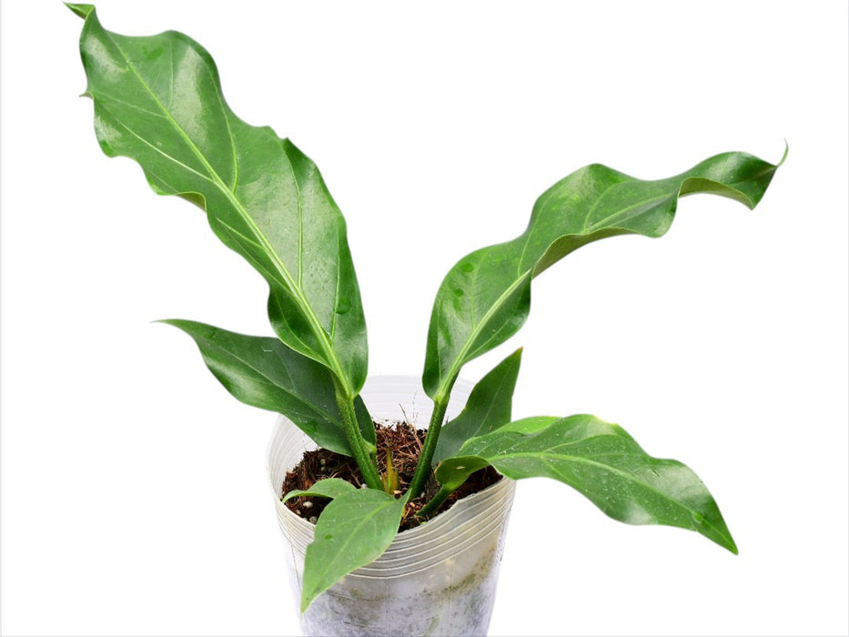 anthurium big leaves Anthurium plowmanii (Big) — Ecuagenera USA Corp