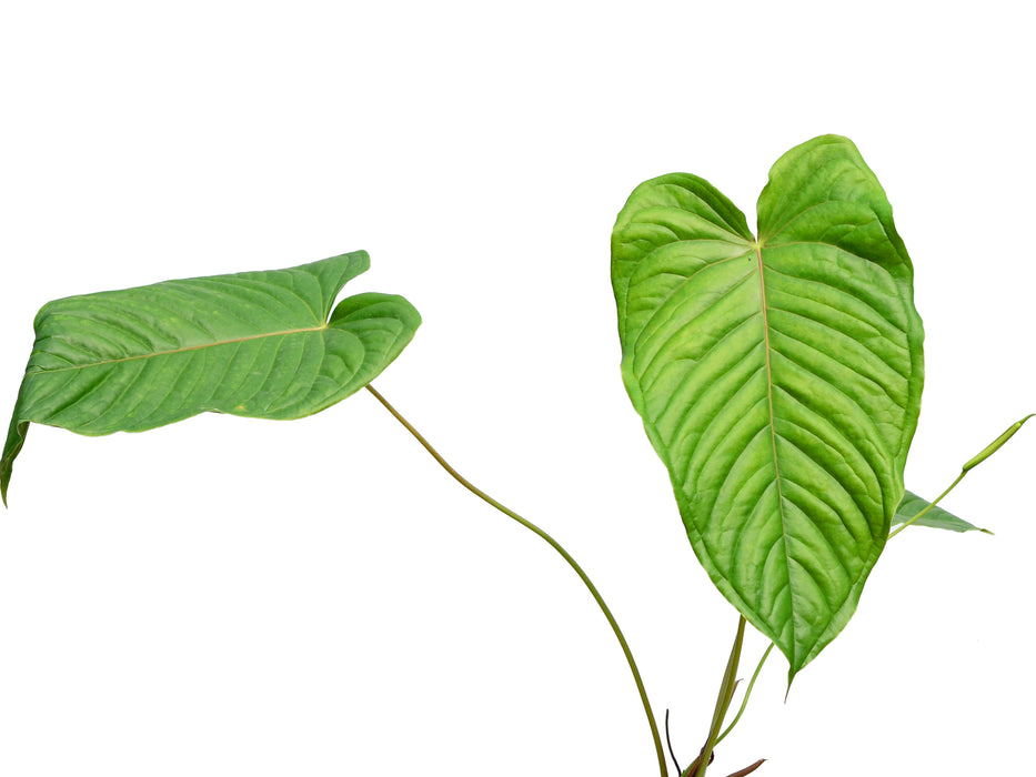 Anthurium propinquum