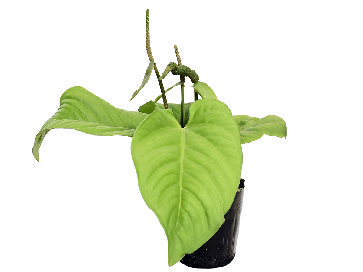 Anthurium pulcachense - Rare Ecuadorian Epiphyte with Velvety