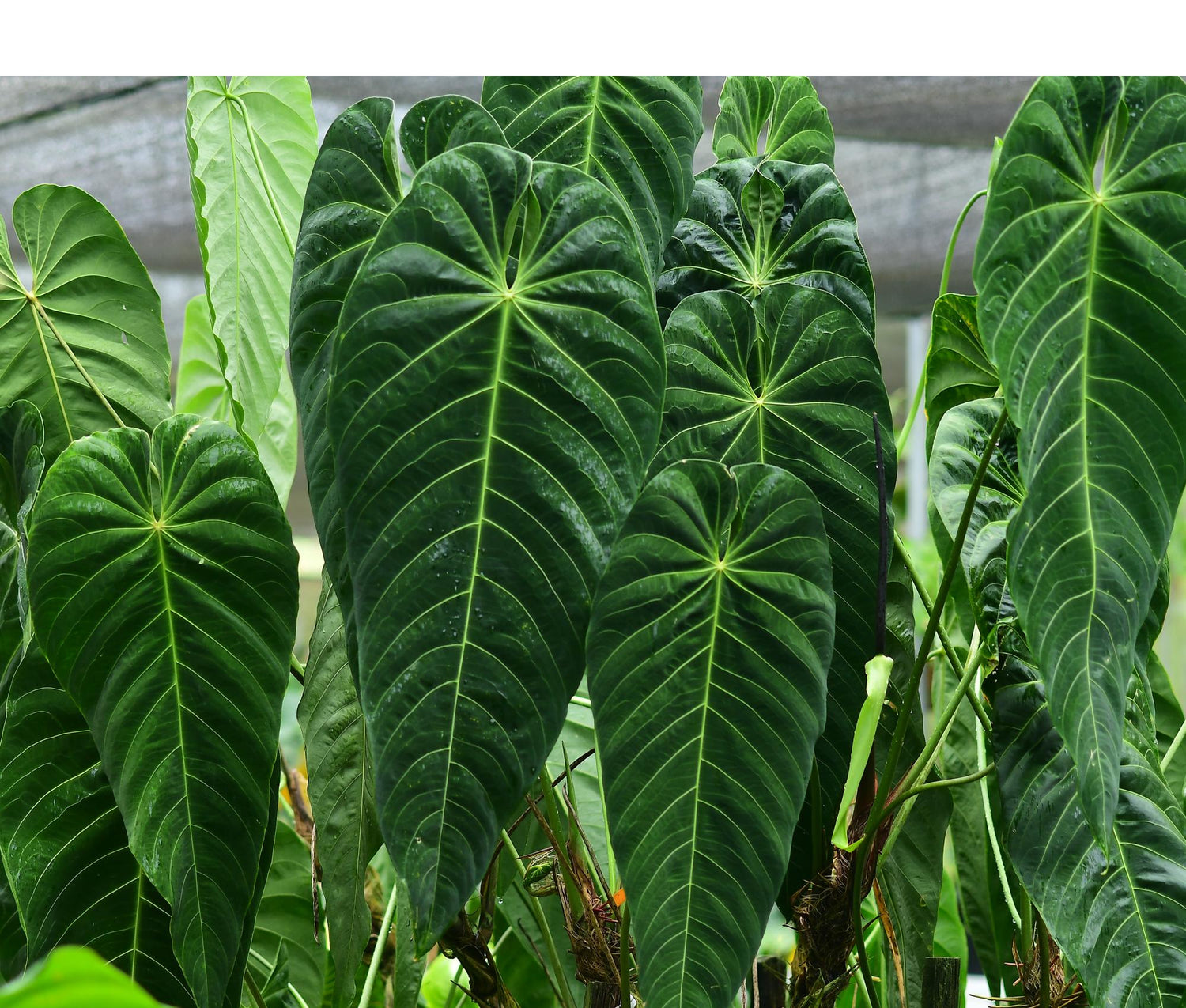 Anthurium queremalense