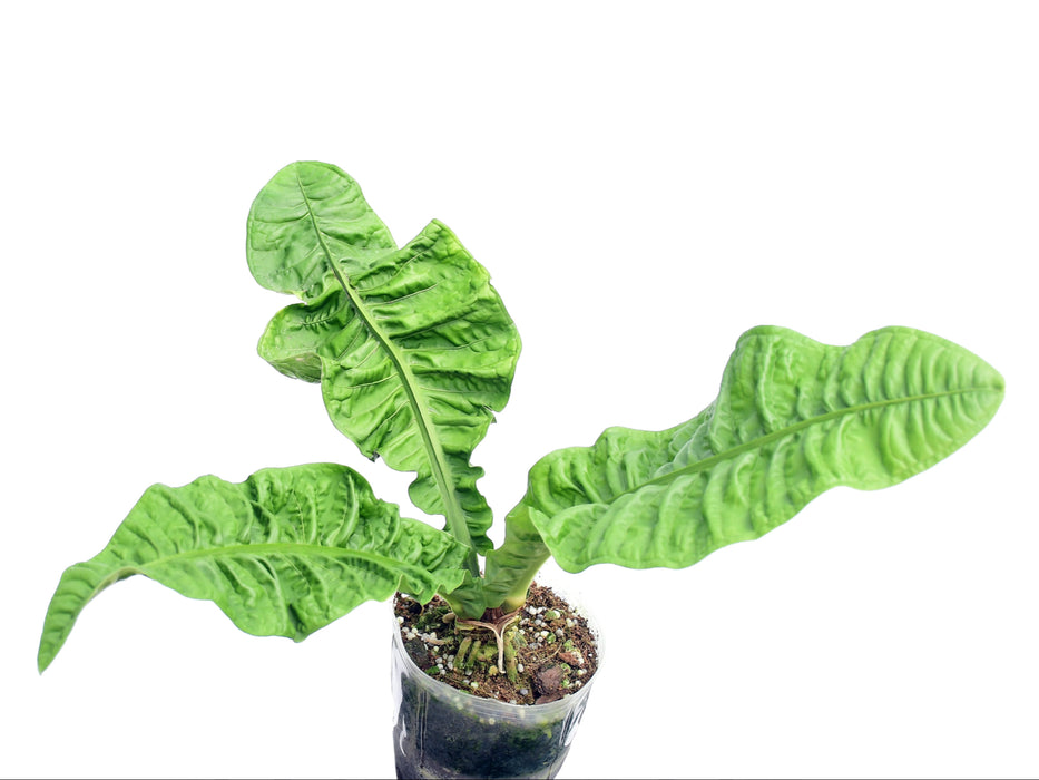 Anthurium reflexinervium