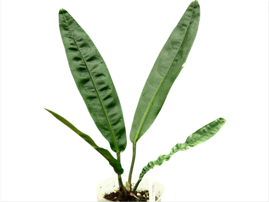 Anthurium reflexinervium aff