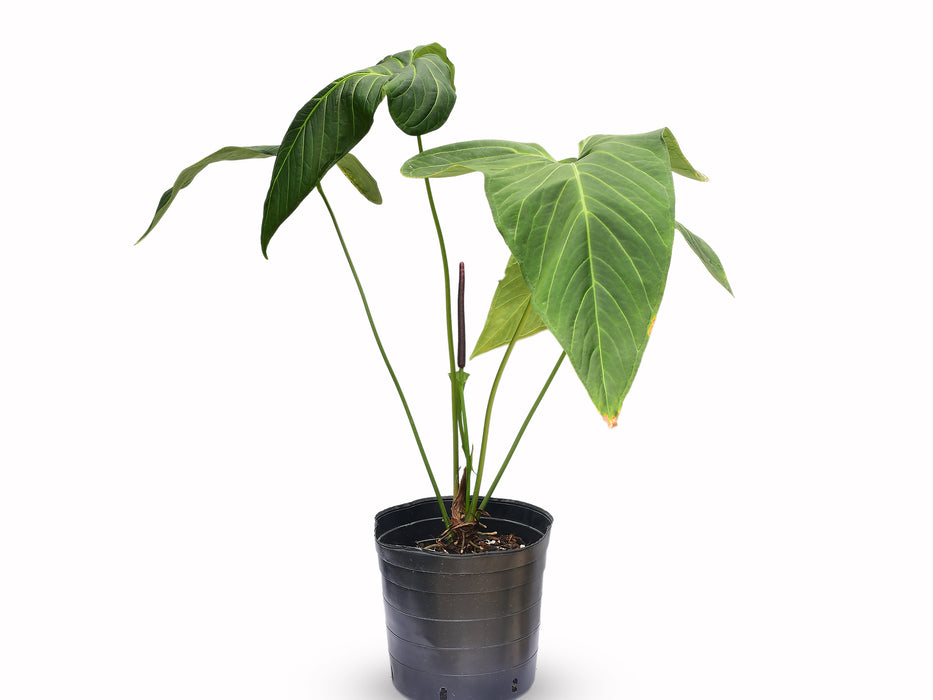 Anthurium regale x Anthurium insigne (Big)