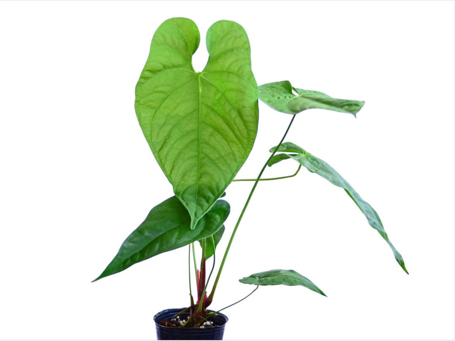 anthurium rotundatum Anth. rotundistigmatum