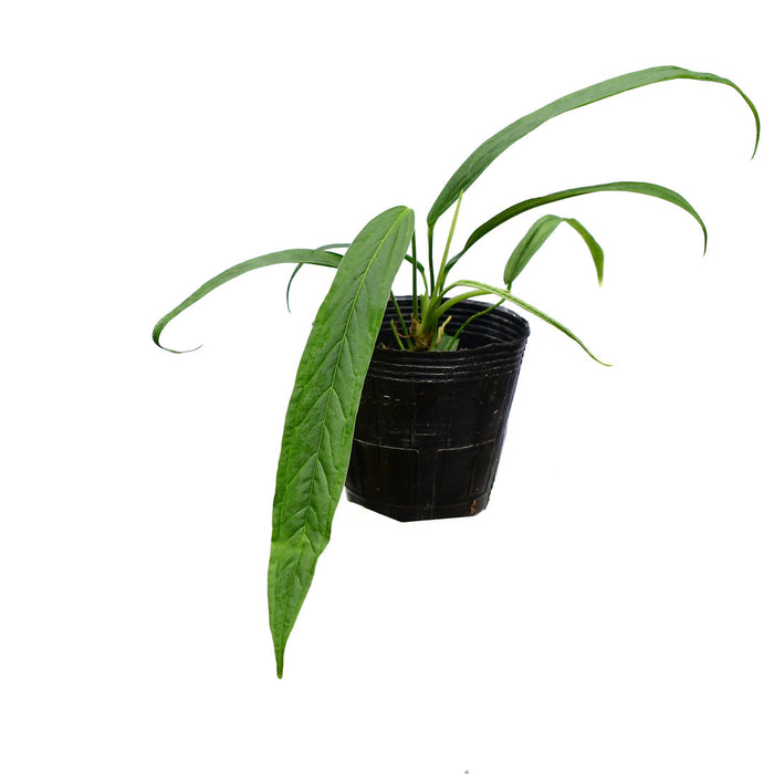 Anthurium rubioanum
