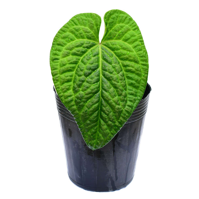anthurium splendidum Anthurium Splendid Marthina