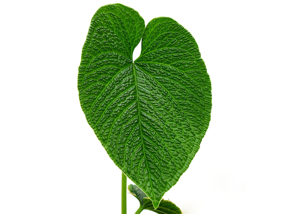 anthurium in spanish Anthurium splendidum — Ecuagenera USA Corp