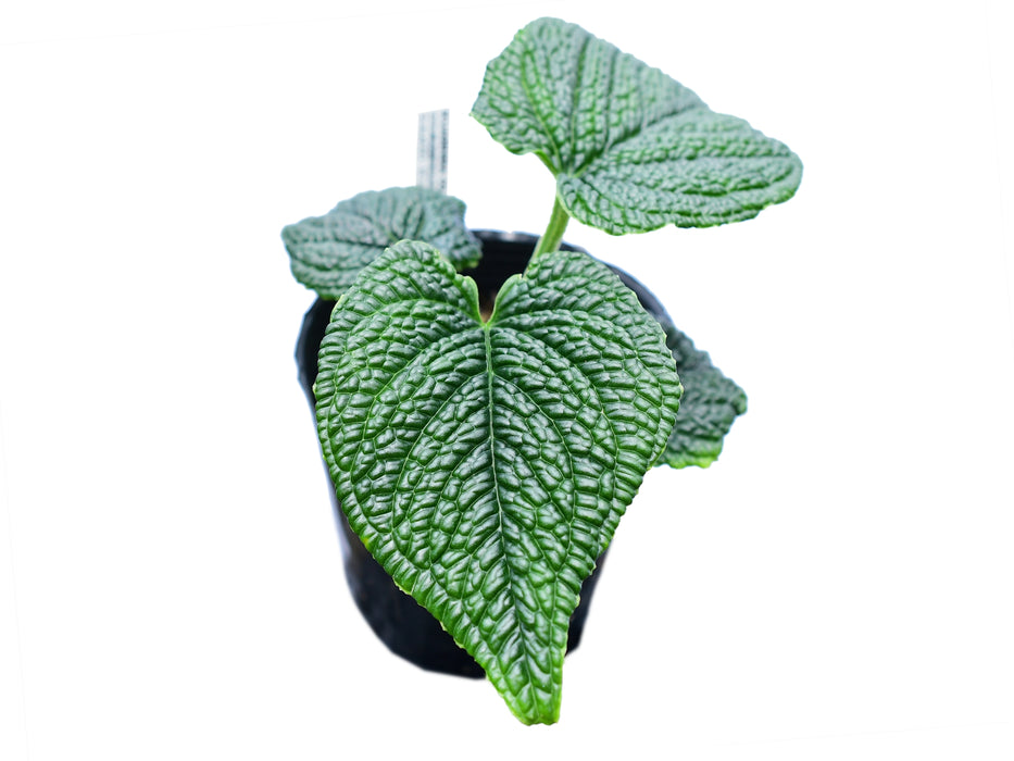 anthurium sale Anthurium splendidum — Ecuagenera USA Corp