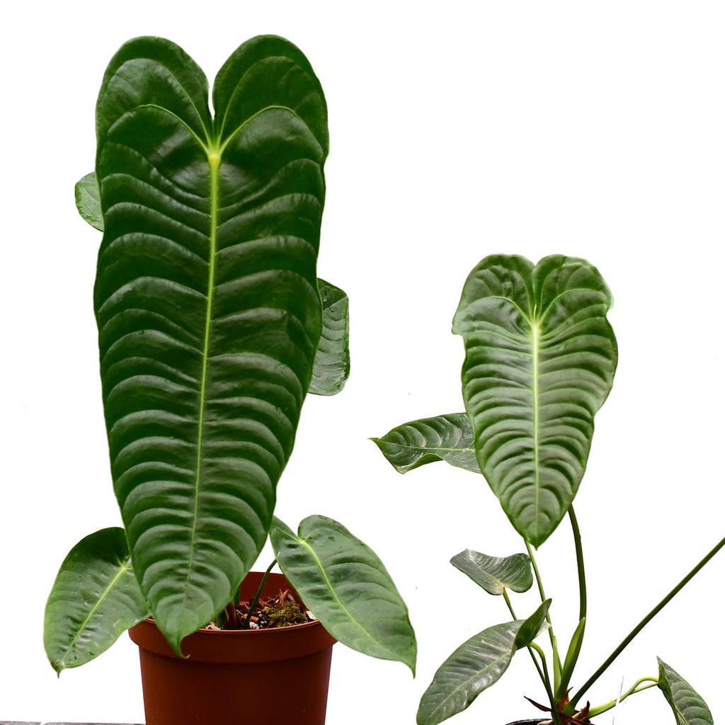 Anthurium veitchii type 'Big' — Ecuagenera USA Corp