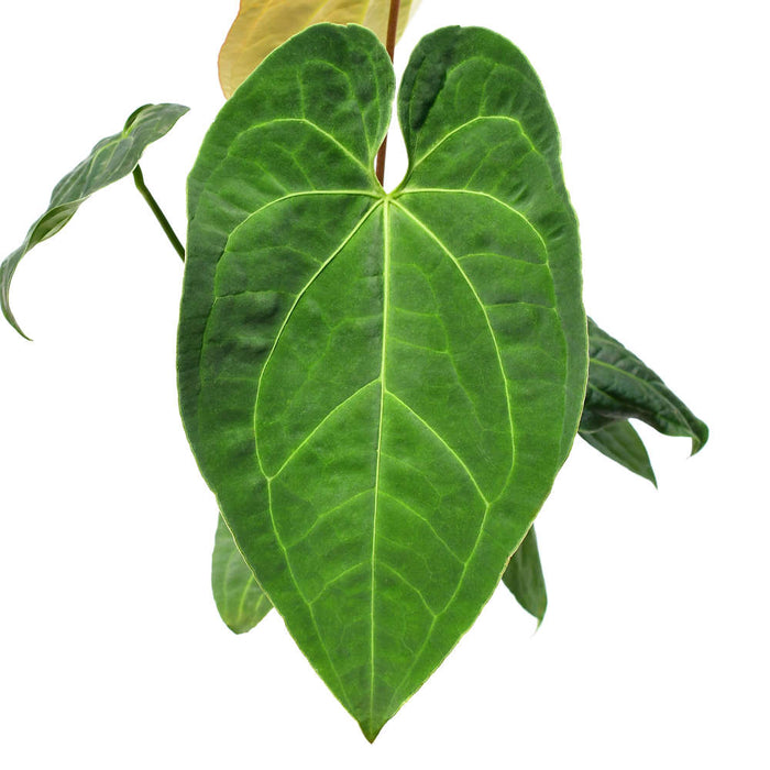 anthurium dark night Anthurium Velvety Night — Ecuagenera USA Corp