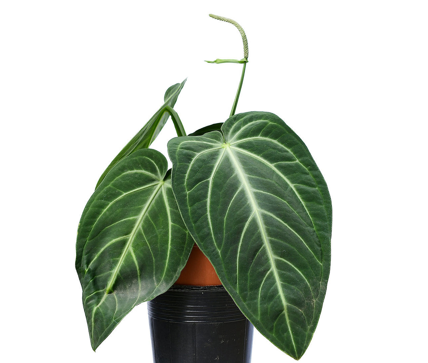 Anthurium villenaorum