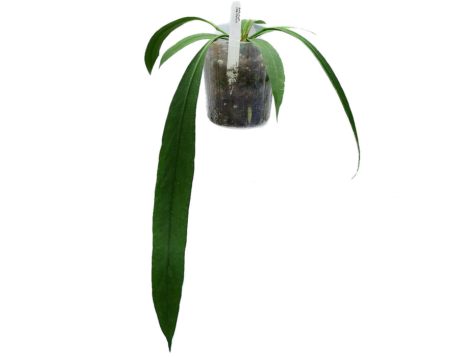 anthurium belt leaf plant for sale Anthurium vittariifolium — Ecuagenera USA Corp
