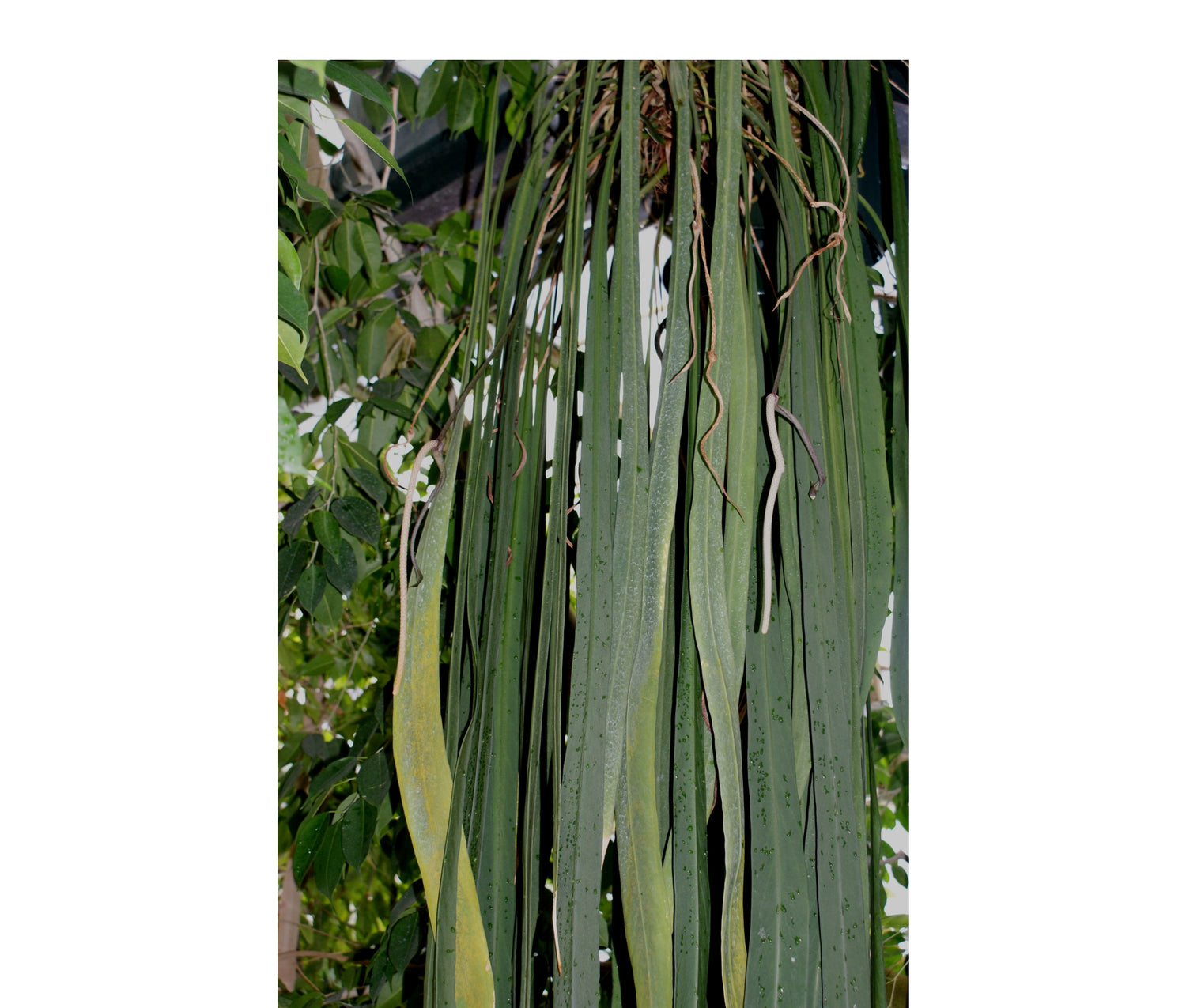 Anthurium vittariifolium