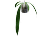 Anthurium vittariifolium